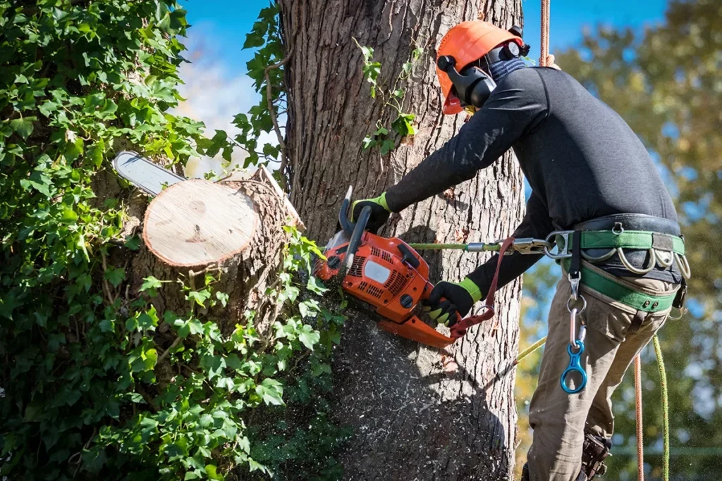 Tree Removal services in Hiram, GA by ALBY Tree Service LLC