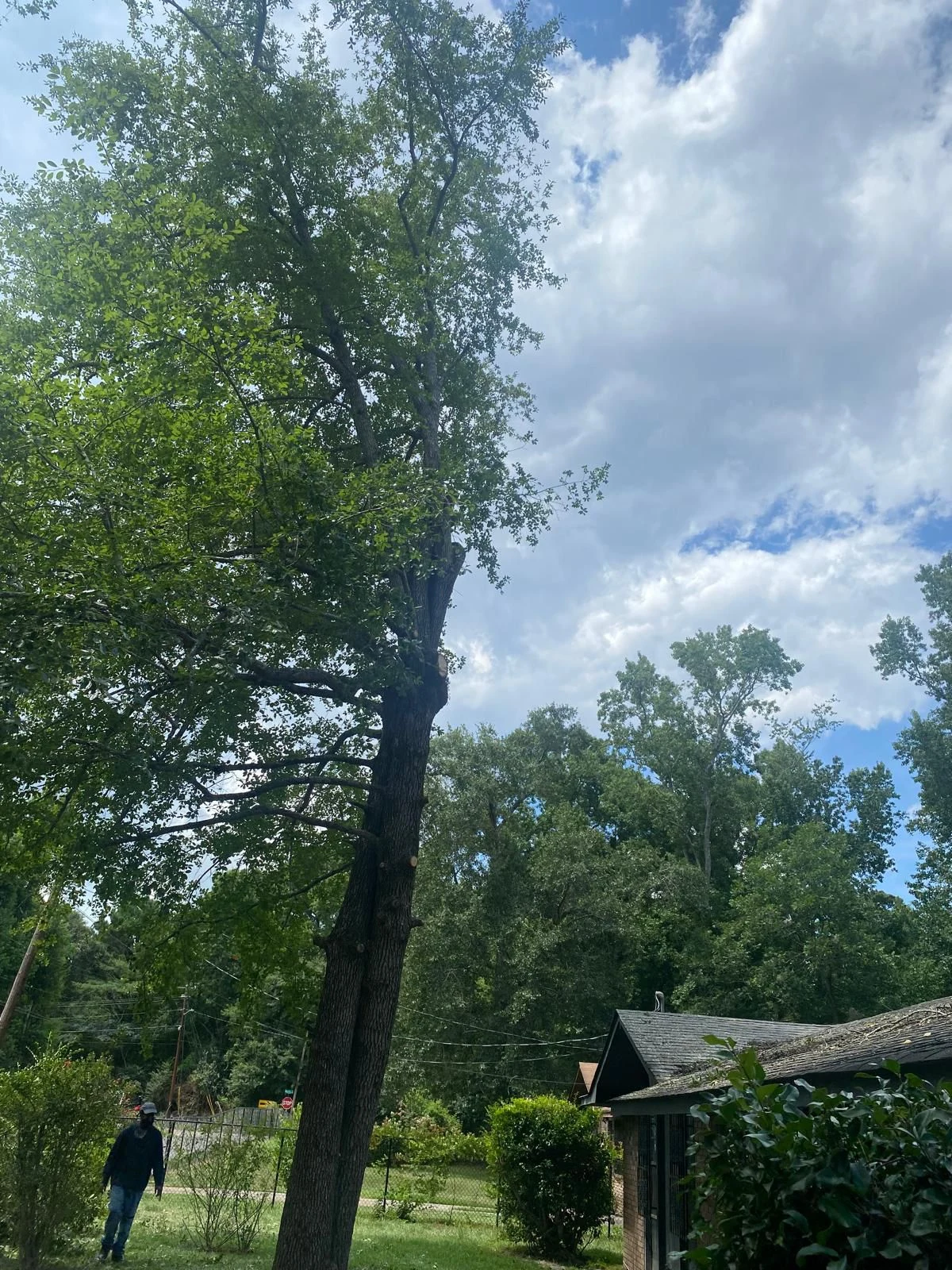 Large tree removal in backyard project in Carrollton by ALBY Tree Service LLC
