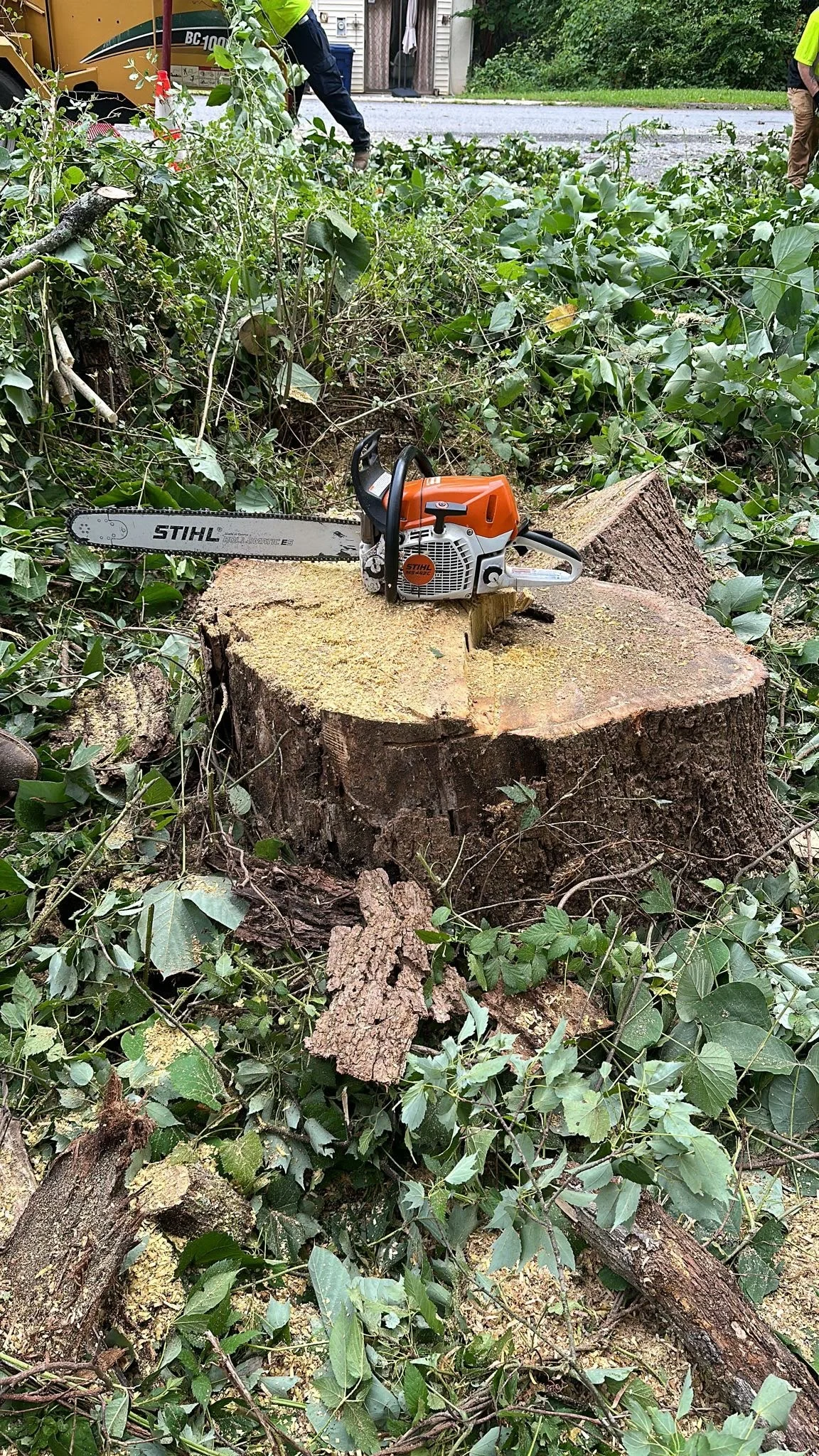 ALBY Tree Service project 1