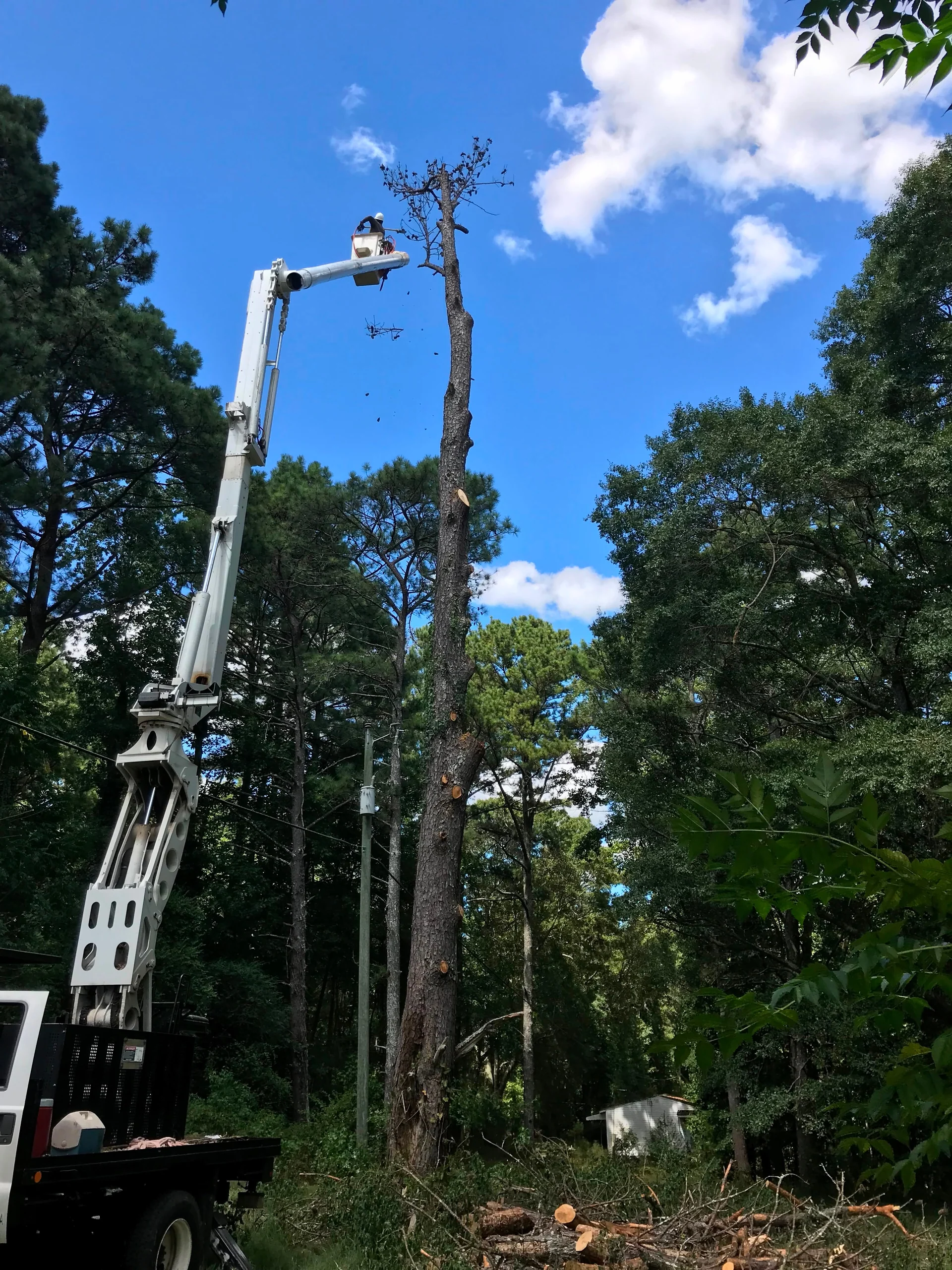 ALBY Tree Service project 2