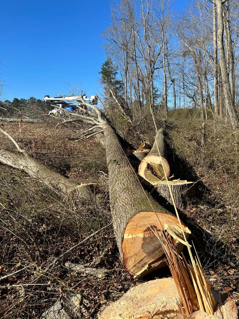 ALBY Tree Service project 1