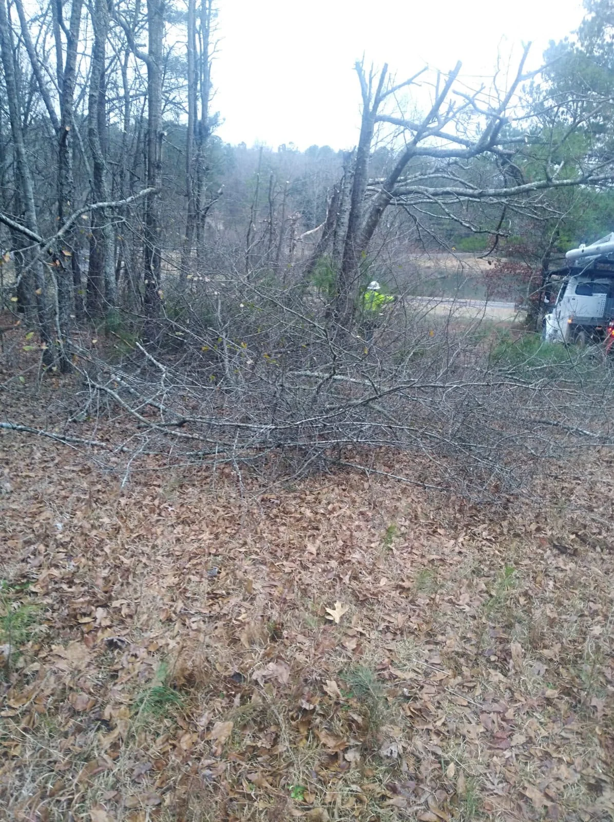 ALBY Tree Service project 3