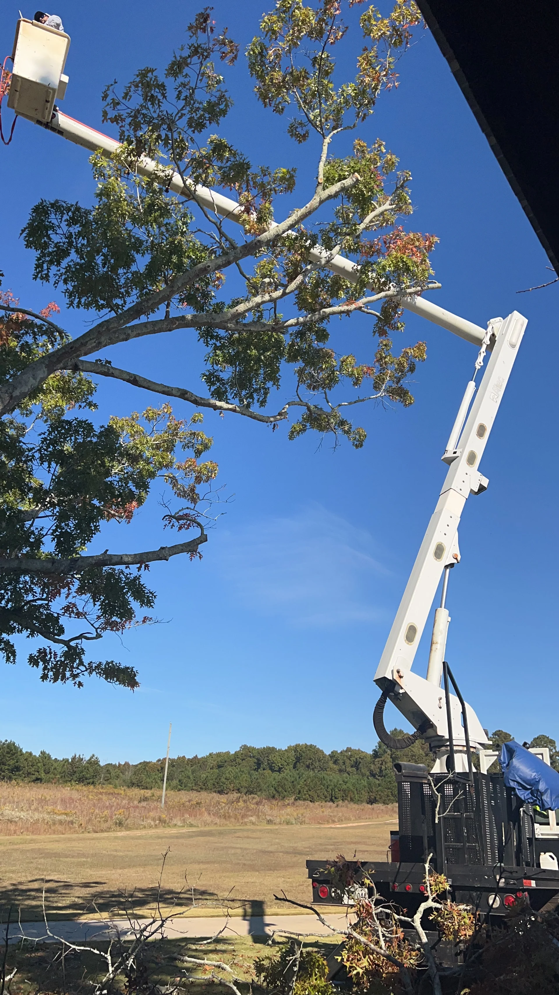 ALBY Tree Service project 1